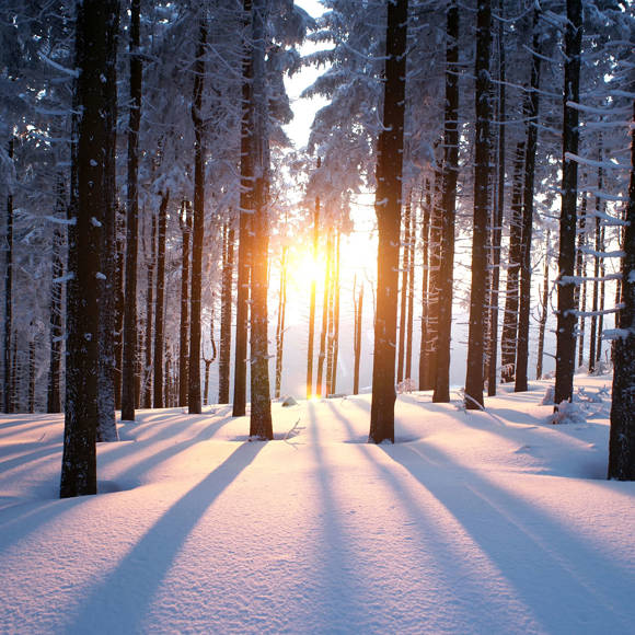 Winter forest with sunlight filtering through snow-covered pine trees