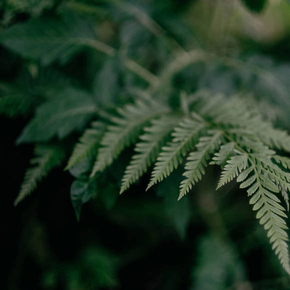 Close-up of fresh green fern leaves in soft natural light